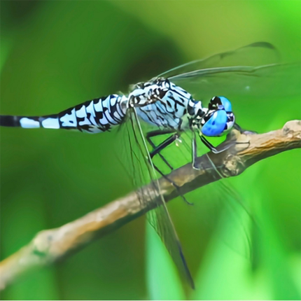 活体蜻蜓水虿水生昆虫观察儿童科学实验宠物生态缸造景生物学生版