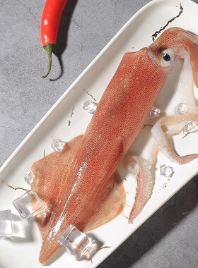 东山岛手钓大鱿鱼3斤 5斤大管 大尾鱿 海钓火箭鱿 刺身白灼商用