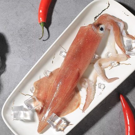 东山岛手钓大鱿鱼3斤 5斤大管 大尾鱿 海钓火箭鱿 刺身白灼商用