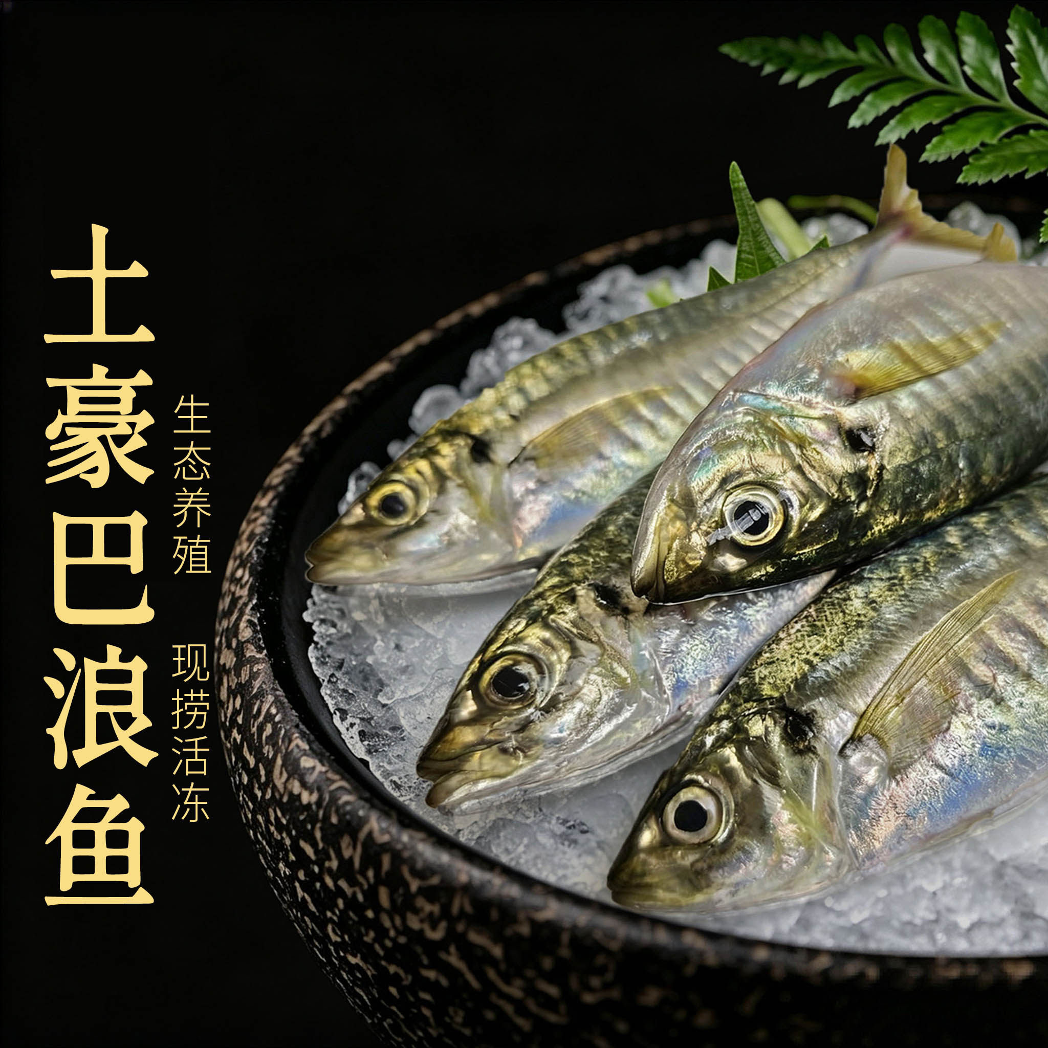 东山岛养殖巴浪鱼 氨基酸 竹夹鱼 蓝圆鲹 土豪巴浪鱼 小竹荚鱼