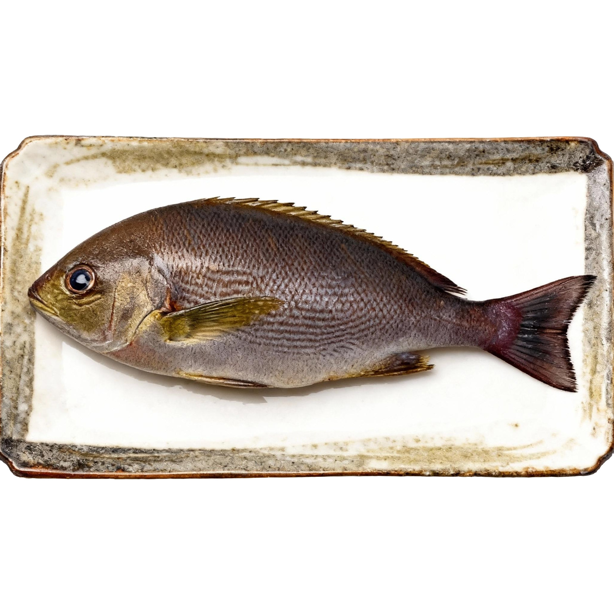 东山岛养殖黄鸡鱼 伊佐木 冰鲜发货 刺身食材  海鲜水产