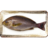 刺身食材 冰鲜发货 海鲜水产 伊佐木 东山岛本港养殖黄鸡鱼