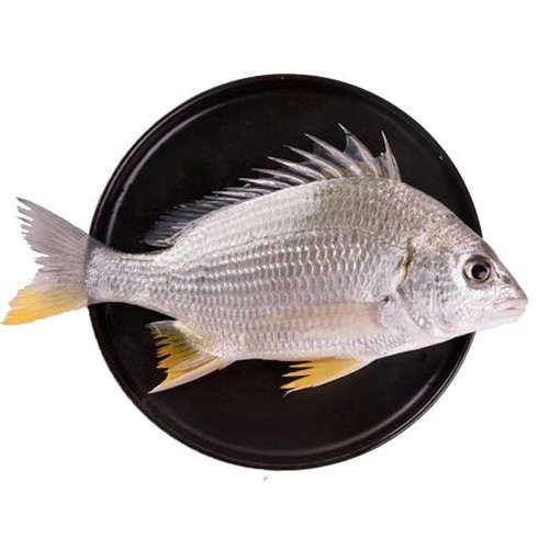 东山岛海钓黄翅鱼 黄鳍鲷 新鲜水产 黄立鱼 鲷鱼 黄脚立500g