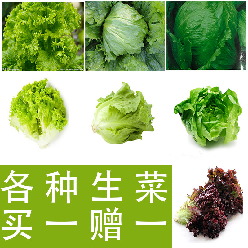 生菜种孑蔬菜种籽阳台生吃水培菜子春夏秋耐抽薹青菜大棚庭院盆栽