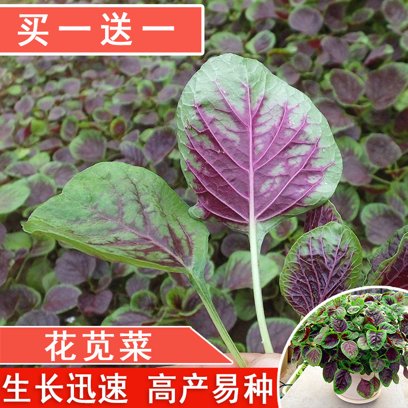 蔬菜籽 青苋菜绿苋菜红苋菜种子雁来红老少年三色苋荇菜汉菜种子