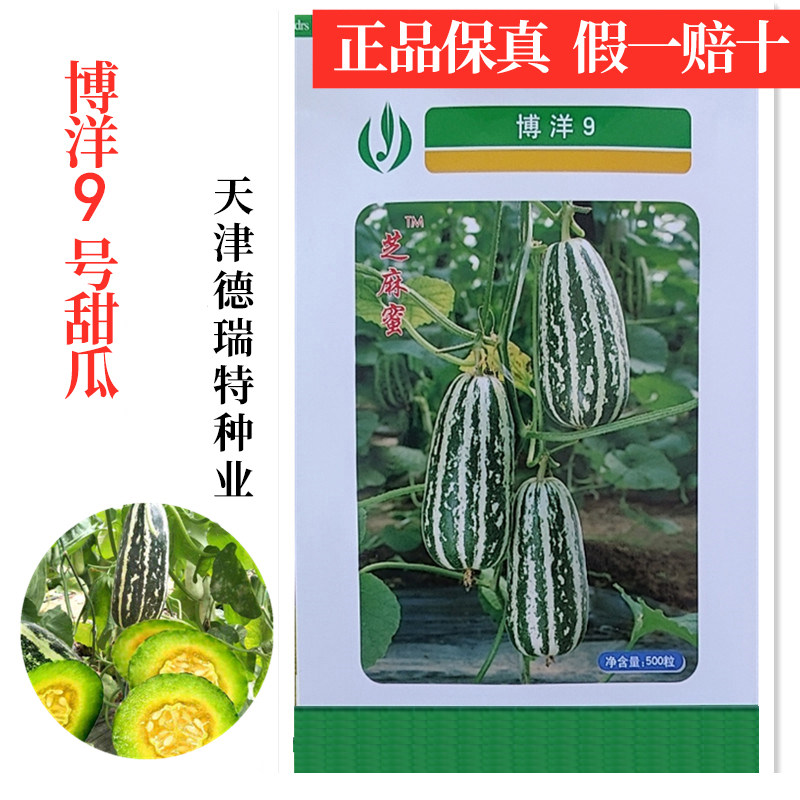 德瑞特博洋9号甜瓜种子薄皮芝麻蜜香瓜春秋四季种植早熟种籽