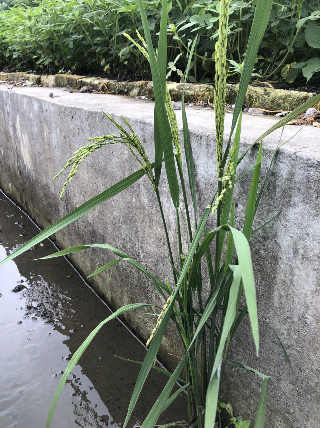 常规种杂交水稻实验观赏种子泥土木灰肥料整套包邮