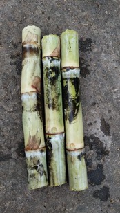 粤糖蔗种苗甘蔗苗满 包存活偏硬超甜制红糖白糖产地销蔗苗15cm 包邮