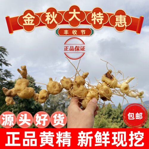 正宗深山滇黄精老虎姜纯天然