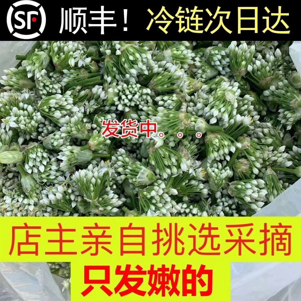 新鲜韭菜花现摘现发头茬嫩韭花花骨朵韭菜花酱当季应季