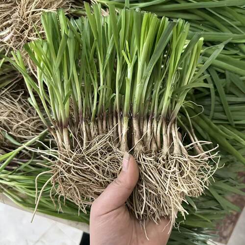 宽叶韭菜根根苗山东老品种