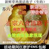 六合活珠子新鲜12天苏六蛋鸡胚蛋钢化蛋旺鸡蛋喜蛋生 非毛蛋