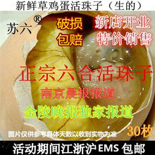 六合活珠子新鲜12天苏六蛋鸡胚蛋钢化蛋旺鸡蛋喜蛋生的非毛蛋
