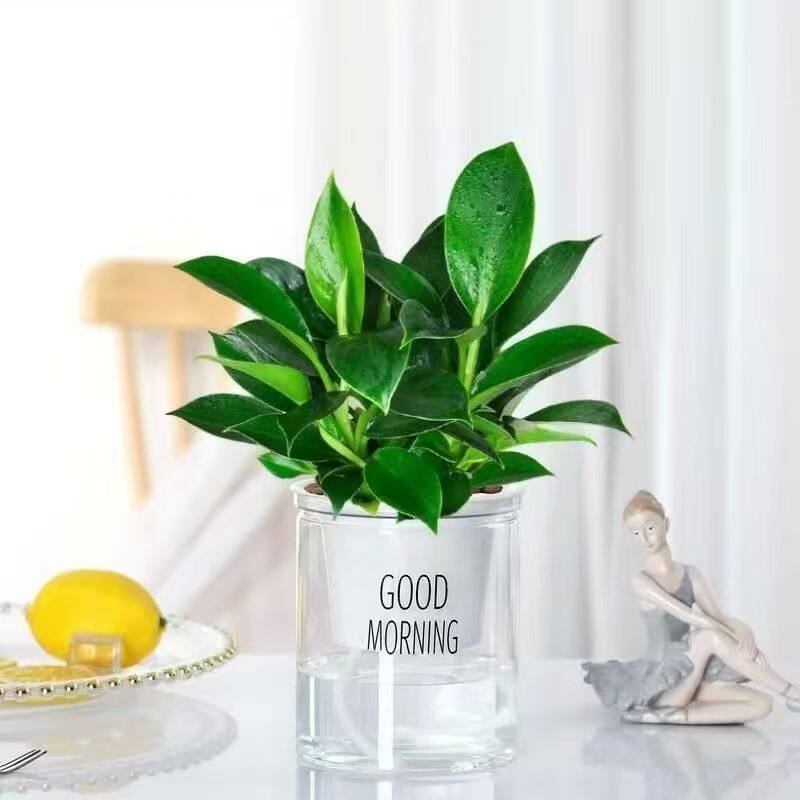 塑料水培透明懒人自动吸水早安花盆绿萝北欧简约吊兰绿植多肉花盆,鲜花速递/花卉仿真/绿植园艺,花盆,淘宝优惠券,粉丝福利购,淘宝优惠卷