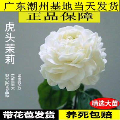 三叶轮生虎头茉莉超重瓣浓香盆栽