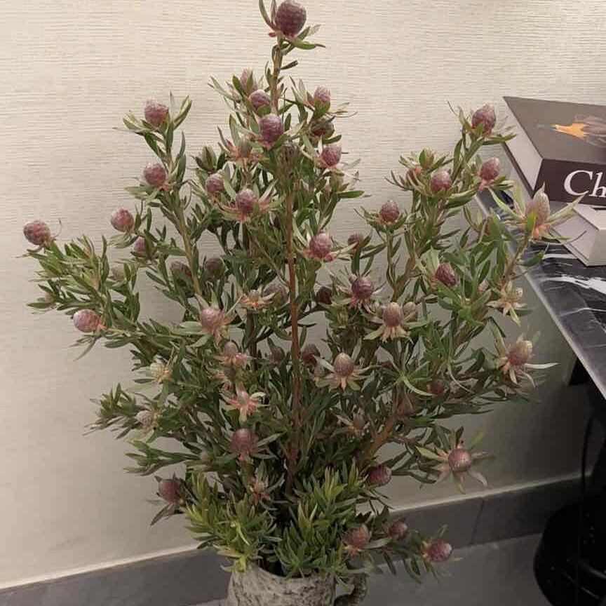嗨~我是红眼圈