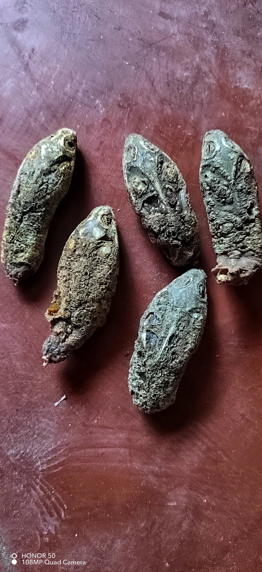 鳖头 干鳖头 琣干鳖头 鳖首30元5个包邮