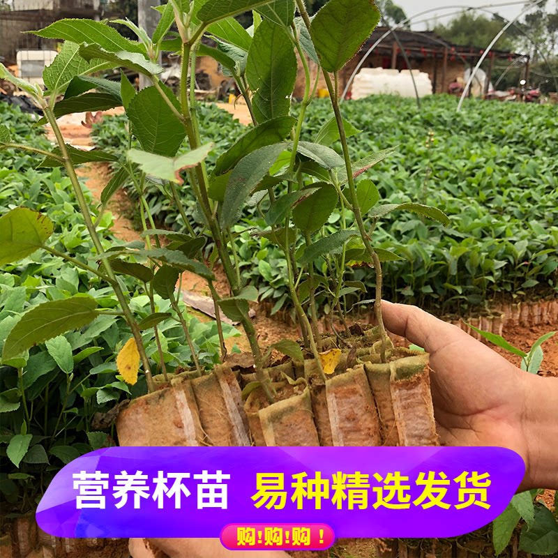 五指毛桃苗小叶牛奶木苗五叉虎树苗广东煲汤香料广西中草药材杯苗