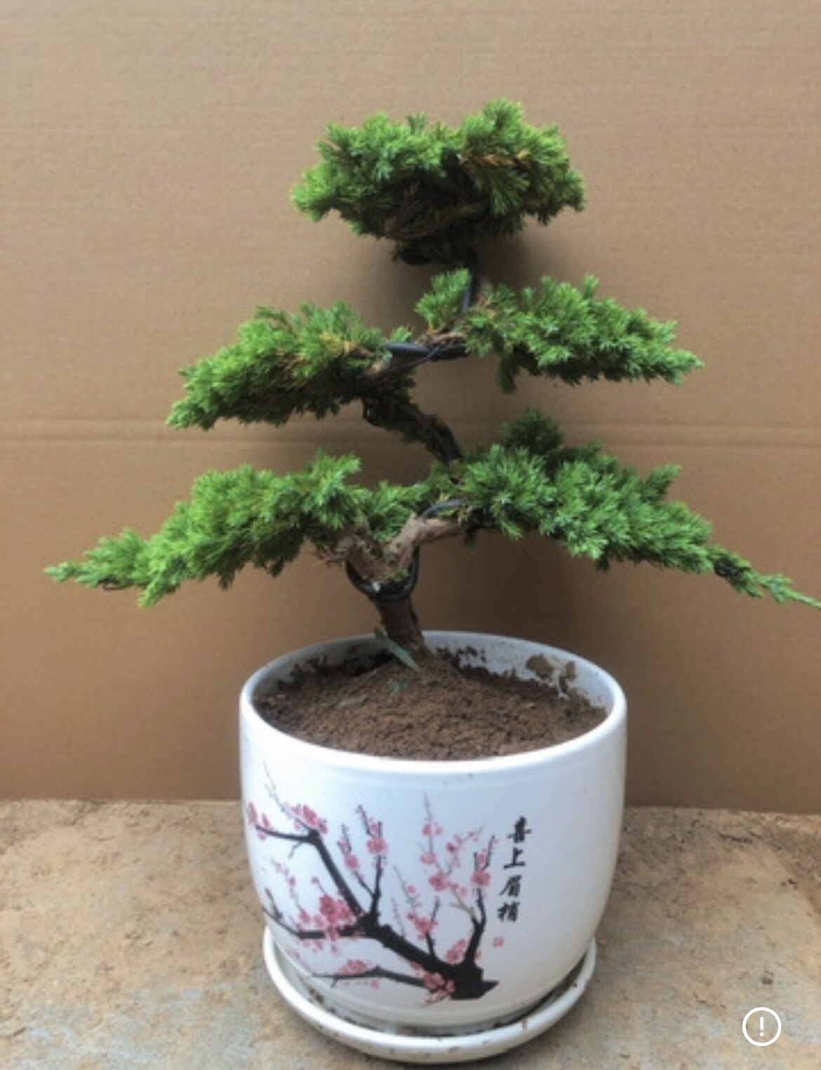 迎客松造型地柏松树盆景盆栽阳台办公桌庭院景观罗汉绿植四季常青
