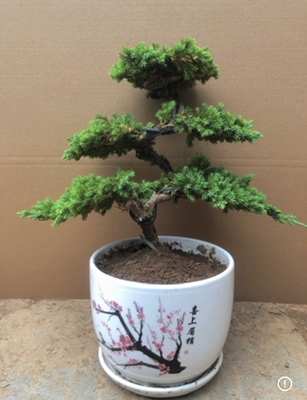 迎客松造型地柏松树盆景盆栽阳台办公桌庭院景观罗汉绿植四季常青