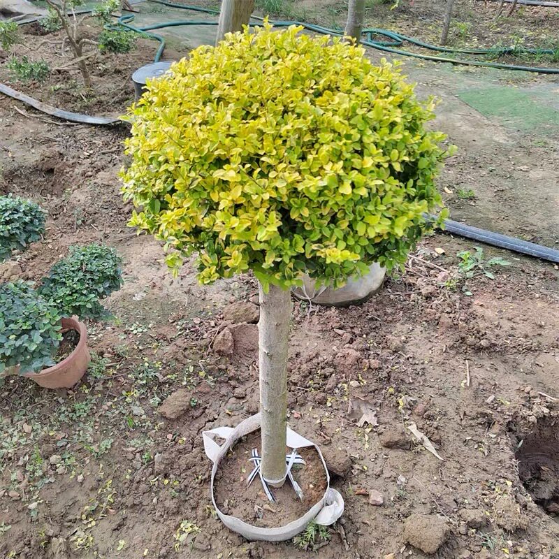 亮晶女贞棒棒糖花境植物亮金女贞四季常青庭院景观树耐寒耐旱大型