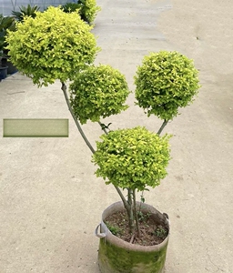 亮晶女贞棒棒糖花境植物庭院别墅景观树亮金女贞四季常青耐寒耐旱