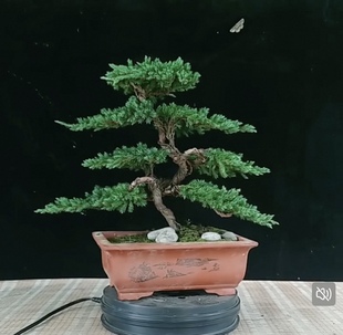 迎客松盆景真树地柏松盆景真树四季青植物松柏盆景地柏盆景耐寒