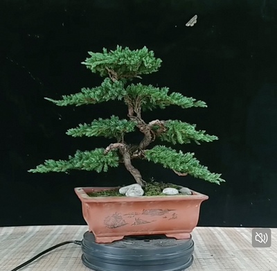 迎客松盆景真树地柏松盆景真树四季青植物松柏盆景地柏盆景耐寒