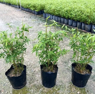 小叶米竹盆栽绿植盆景花卉植物室内办公室茶桌盆景四季常青易养活