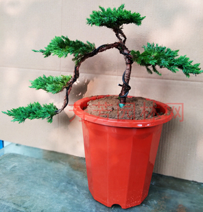 迎客造型地柏松树微型盆景办公桌绿植盆栽财源茂盛美观净化空气