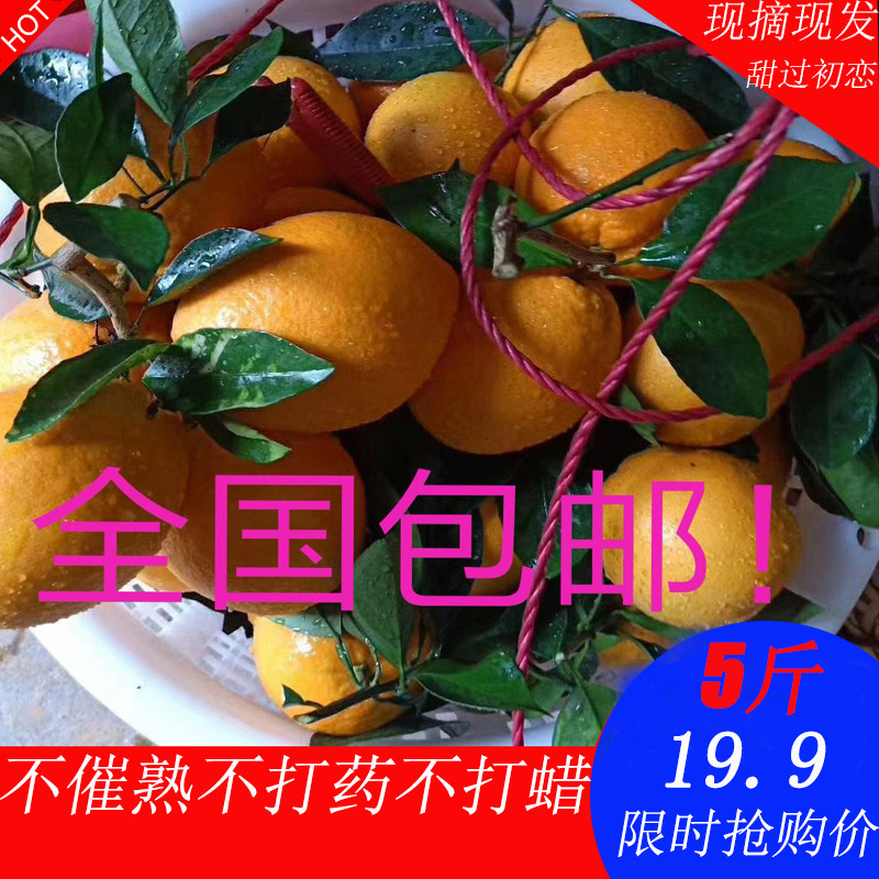 现摘现发正宗江西赣南脐橙安远新鲜橙子当季多汁孕妇水果5/10斤,水产肉类/新鲜蔬果/熟食,橙,淘宝优惠券,粉丝福利购,淘宝优惠卷