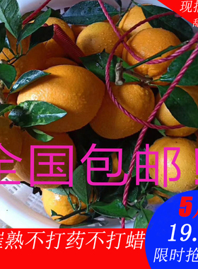 现摘现发正宗江西赣南脐橙安远新鲜橙子当季多汁孕妇水果5/10斤