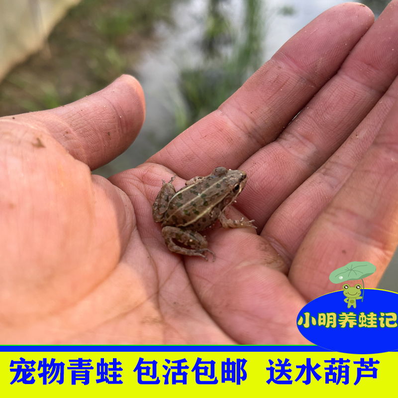 活体小青蛙宠物青蛙幼蛙养殖黑斑蛙稻田小青蛙黑鱼活饵饲料包活 水产肉类/新鲜蔬果/熟食 牛蛙/蛙类制品 原图主图