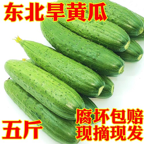 5斤装东北黑龙江农家旱黄瓜孕妇生吃新鲜蔬菜现摘绿色土黄瓜包邮
