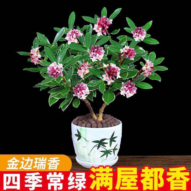 首单立减金边瑞香盆栽耐寒植物浓香型大苗室内庭院阳台观花花卉