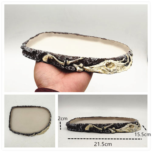 爬宠饲养箱寄居蟹淡水蟹蜥蜴