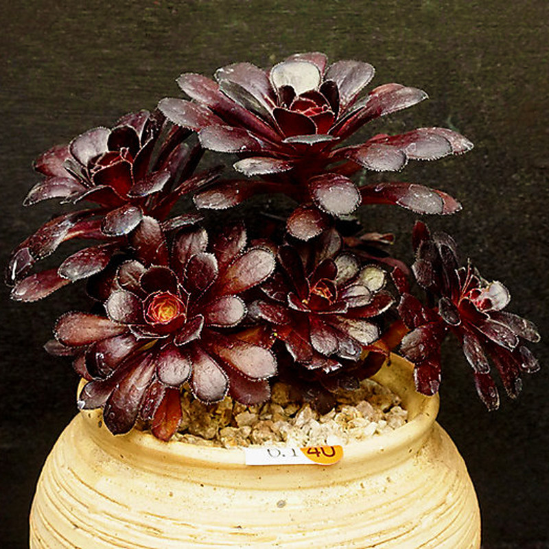 黑法师多肉植物白菊玉坠虎鲸熊掌蓝光唐印悬崖桩爆盆稀有多肉老桩|ruв категории доставка цветов/цветок моделирования/растения садоводства, цветок/растения в горшках (новый), Суккуленты - от Buy2taobao.com для оказания профессиональной услуги покупки агента Taobao