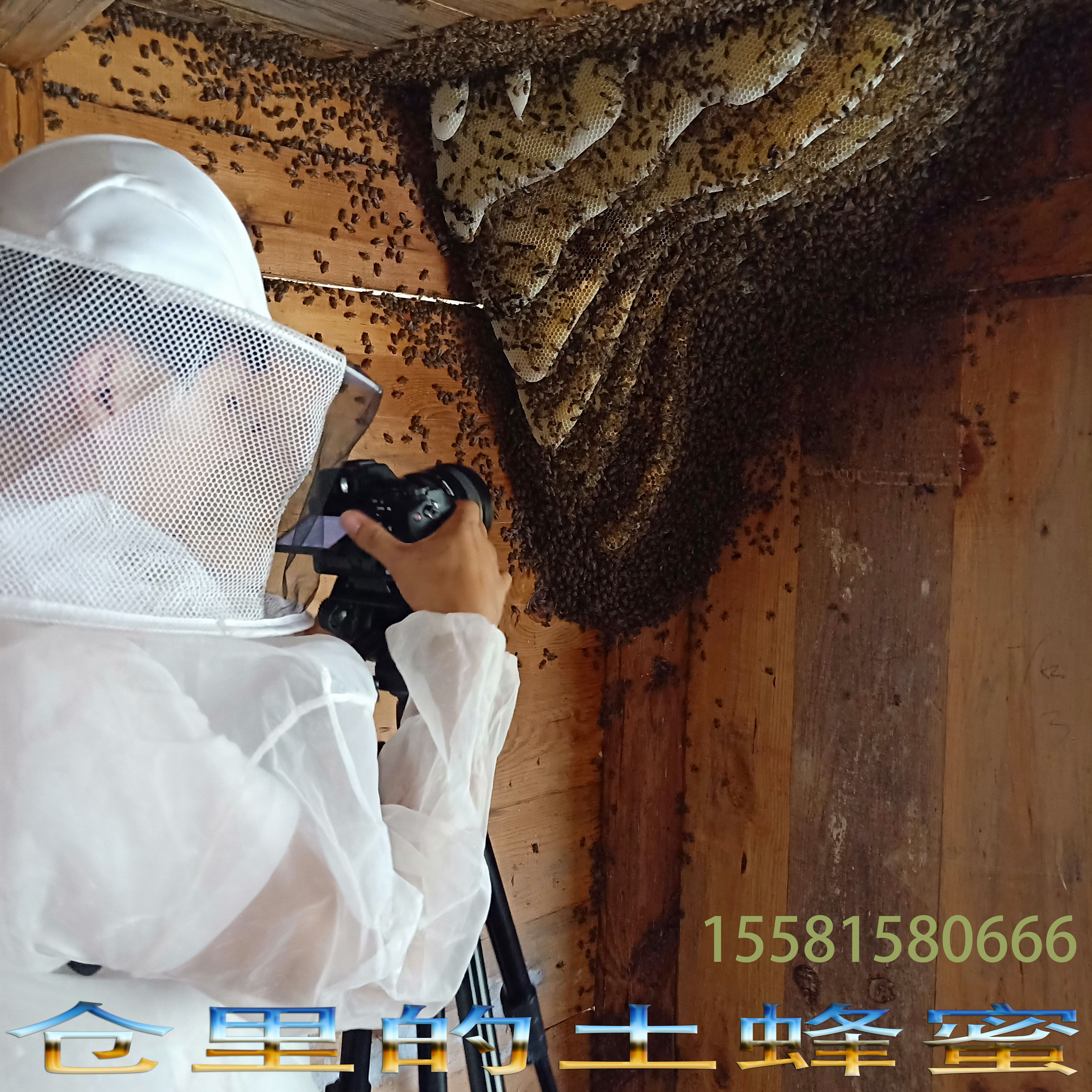 中蜂王湖南仓蜂王蜂王中华蜜蜂仓王怀化仓蜂种王畜牧养殖发财蜂业