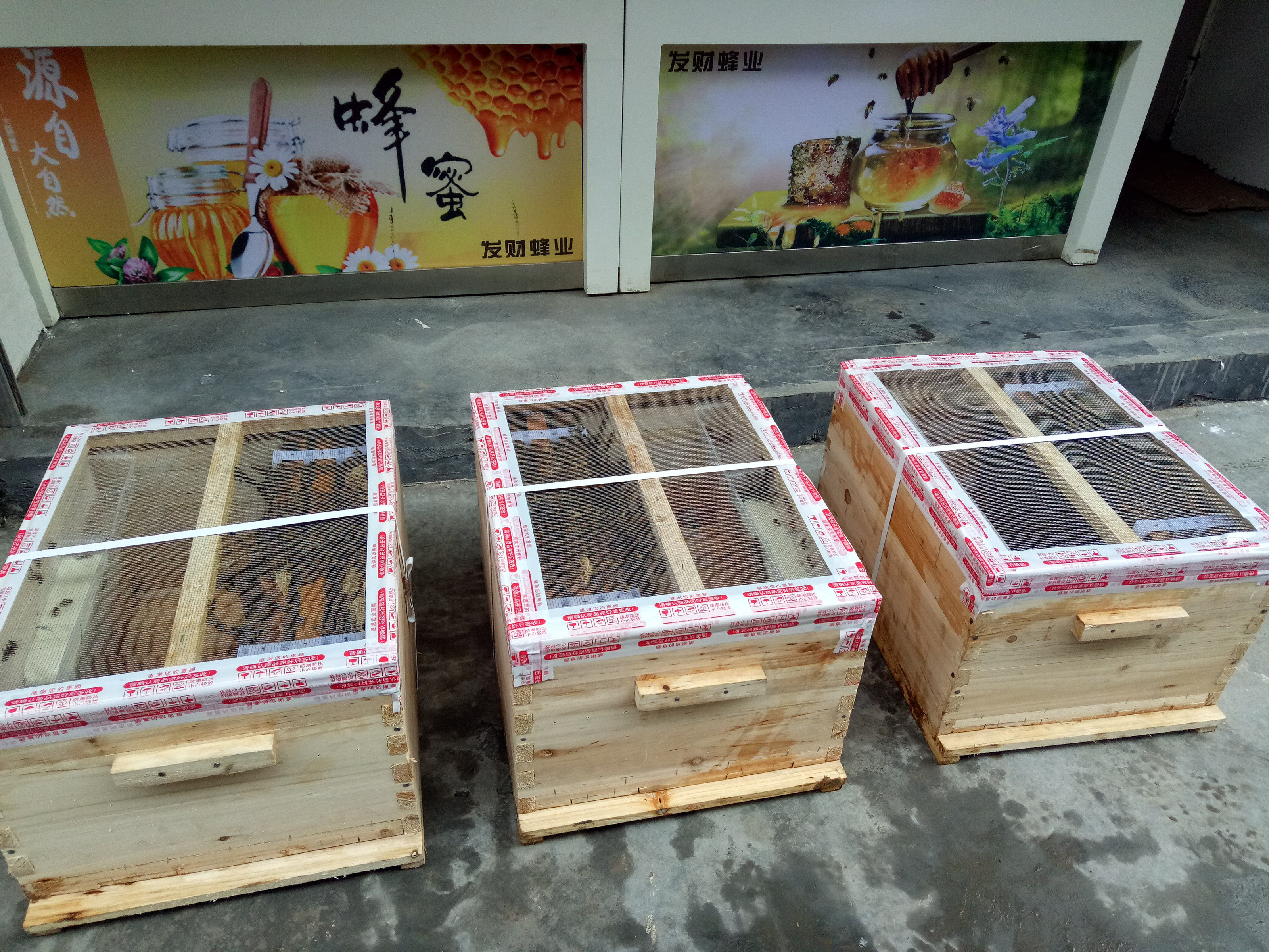 蜂群中华蜜蜂种群意蜂群带蜂王蜂脾2子脾蜂箱包邮+技术 特惠