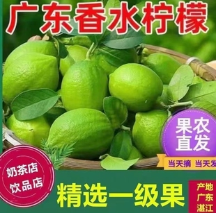 果农直发香水柠檬鲜果精选一级果无籽多汁奶茶店专用青柠檬批发
