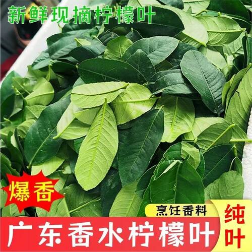 柠檬叶新鲜广东香水柠檬叶西餐料理腌制烹饪调料泰国冬阴功汤原料