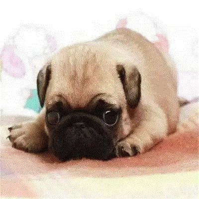 八哥狗销量排行榜 八哥狗品牌热度排名 小麦优选