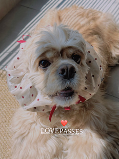 「兜兜耳耳套合集」美卡头套 查理王泰迪可卡布防脏吃饭喝水拍照