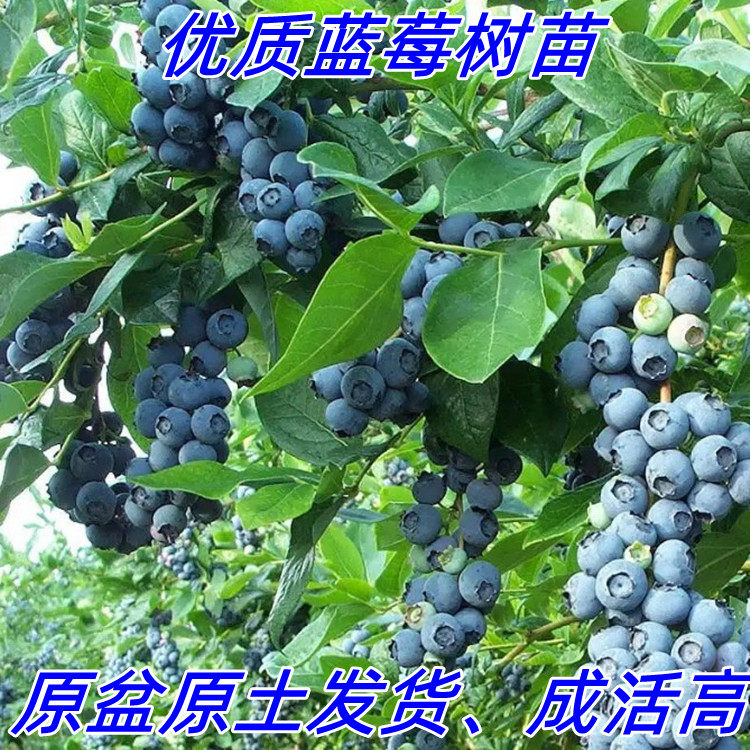 蓝莓树苗盆栽地栽四季水果树当年结果南方北方种植特大蓝莓易成活