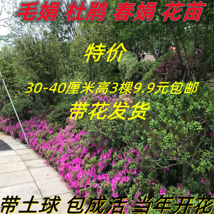 毛杜鹃庭院别墅杜鹃苗