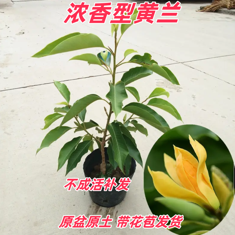 花卉盆栽白兰花夏季多年生庭院