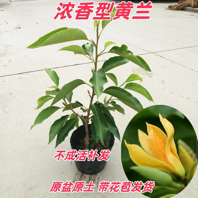 花卉盆栽白兰花夏季多年生庭院