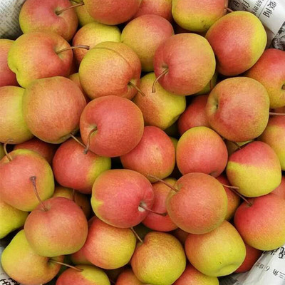 北京平谷新鲜红肖梨甜脆多汁红梨