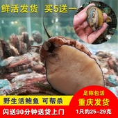 鲜活鲍鱼 重庆四川海鲜水产买5送1可发闪送 新鲜活体大连鲍鱼