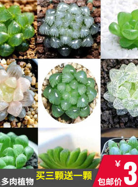 玉露系多肉植物买3送1
